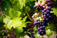A grape mistake