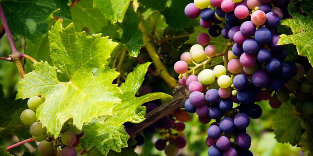 A grape mistake