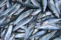 Something fishy happening