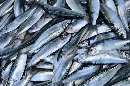 Something fishy happening